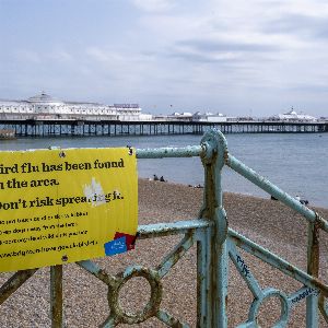 "Alerte ! Premier cas de grippe aviaire humaine détecté au Royaume-Uni, les autorités britanniques rassurent"