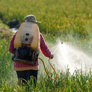 "Le pesticide Acétamipride en débats au Sénat : controverse et réautorisation en vue"