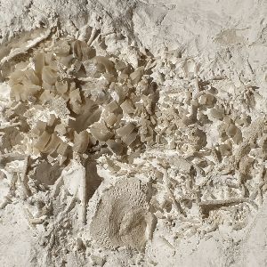 "Découverte sensationnelle : un vomi fossilisé vieux de 66 millions d’années au Danemark révèle les secrets de l'alimentation préhistorique"