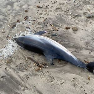 "Mystère de La Seyne-sur-Mer : un dauphin retrouvé mort avec de graves blessures sur une plage"