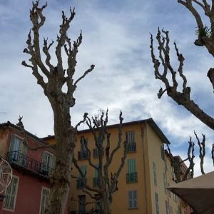 "Alerte à Menton : des platanes centenaires en danger, une décision controversée en suspens"