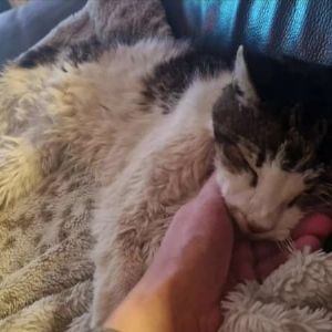 "Incroyable : un chat disparu depuis 15 ans retrouvé par ses maîtres juste avant son décès"