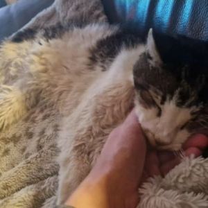 "Incroyable : un chat disparu depuis 15 ans retrouve son maître juste avant sa mort"