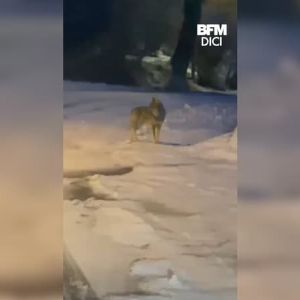 "Incroyable vidéo : rencontre avec une meute de loups lors d'un ramassage scolaire en Hautes-Alpes"