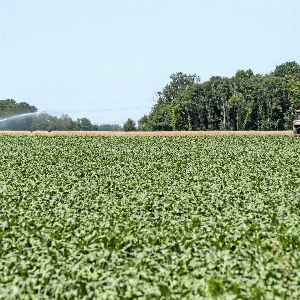 "L'incroyable volte-face du Sénat sur l'acétamipride, l'insecticide controversé"