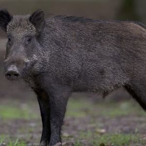 Attaqués par un sanglier, un couple accuse les chasseurs d'être responsables