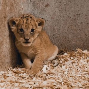 "Incroyable ! Naissance d'une lionne au zoo de Pairi Daiza en Belgique"