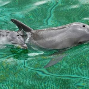 "Incroyable : Que va devenir les dauphins de Marineland après sa fermeture ? Une lettre à la ministre révèle des enjeux cruciaux"