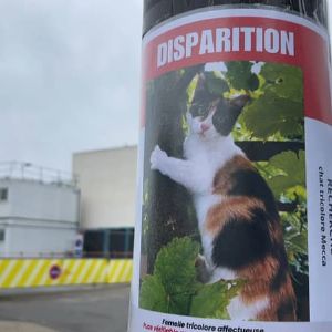 "Mobilisation pour retrouver Mecca, le chat star disparu du Val-de-Marne"